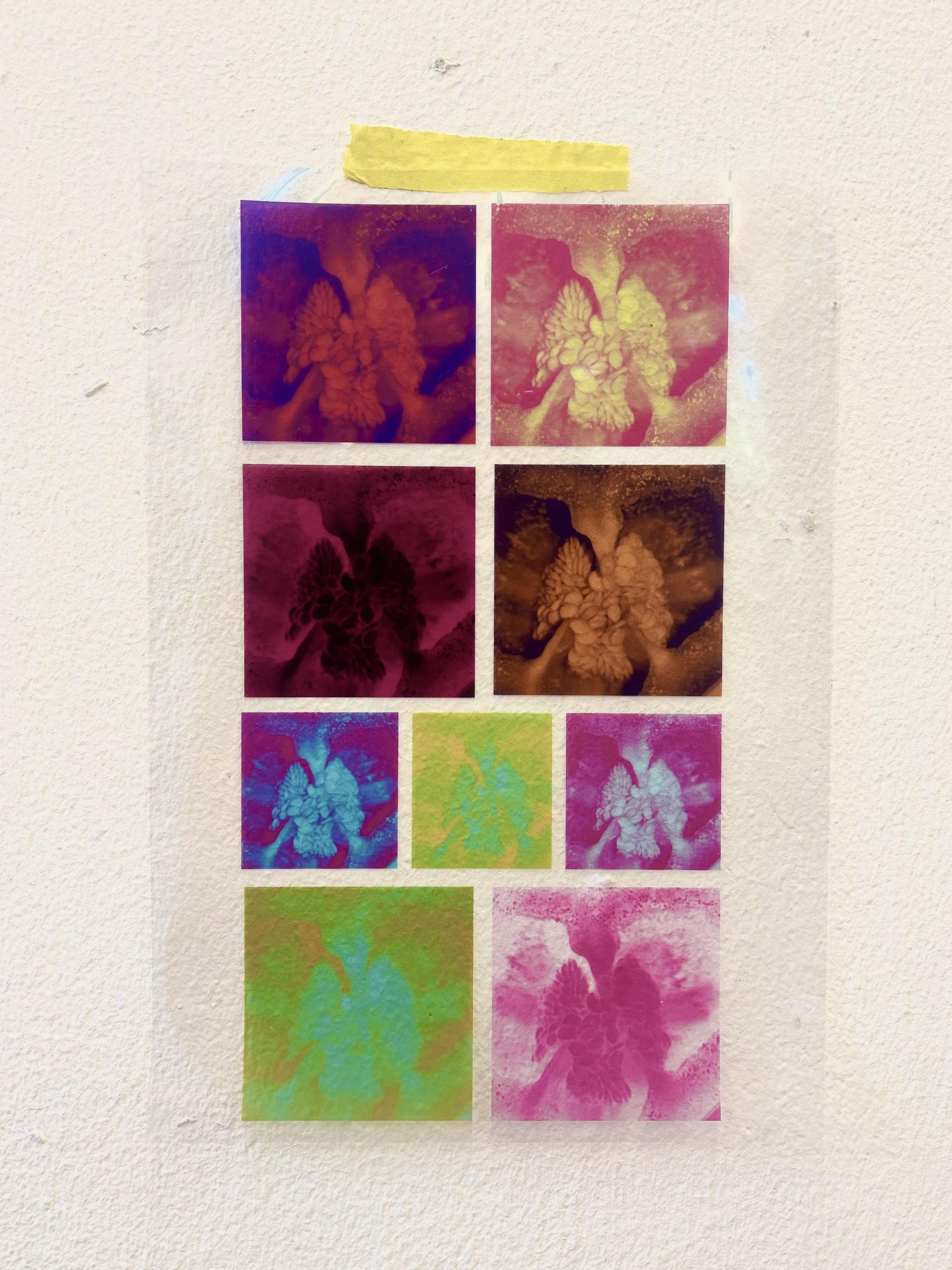 Capsicum Inversion by Gabriella Tobler