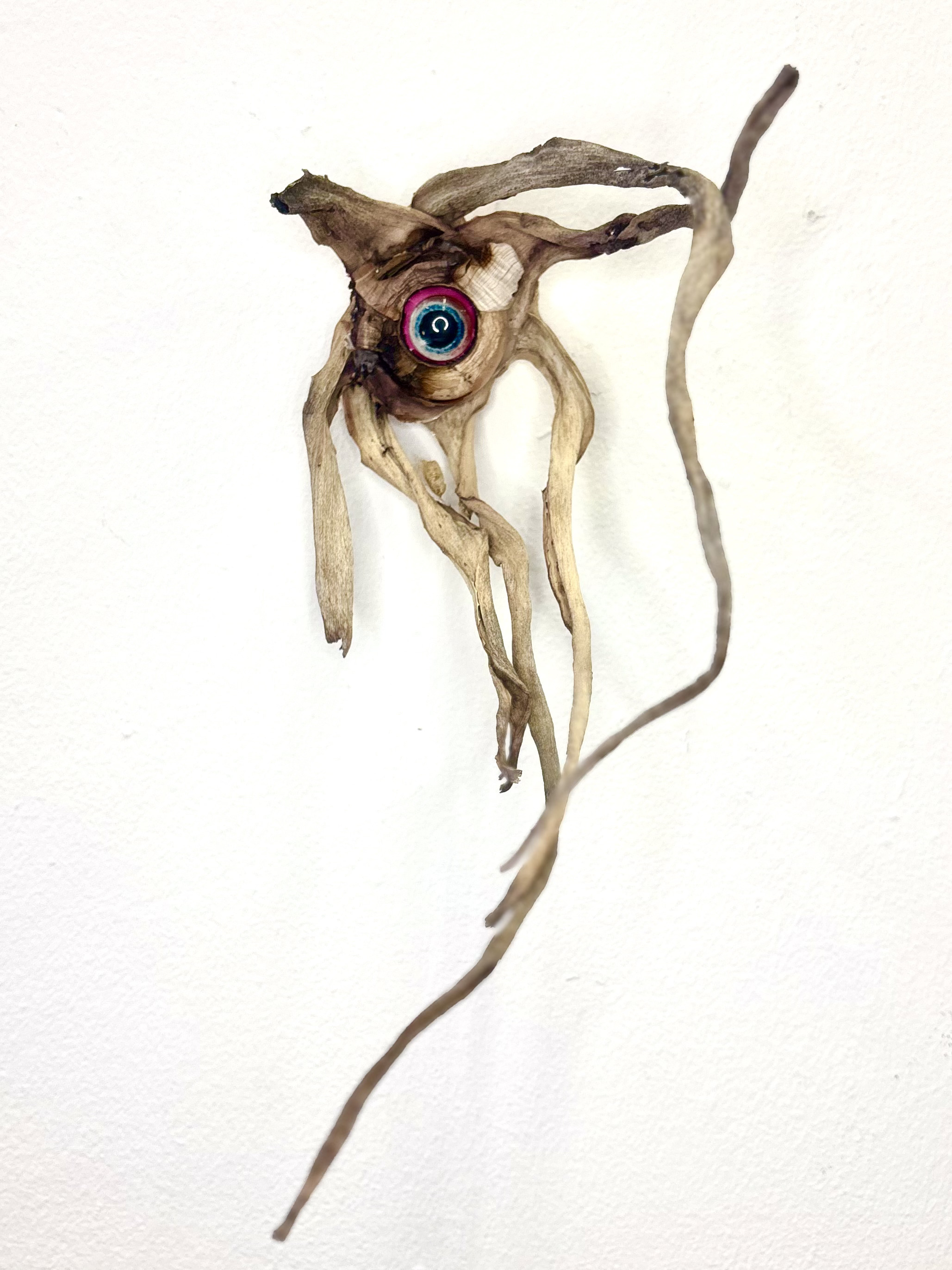 Aloe Eye III by Gabriella Tobler