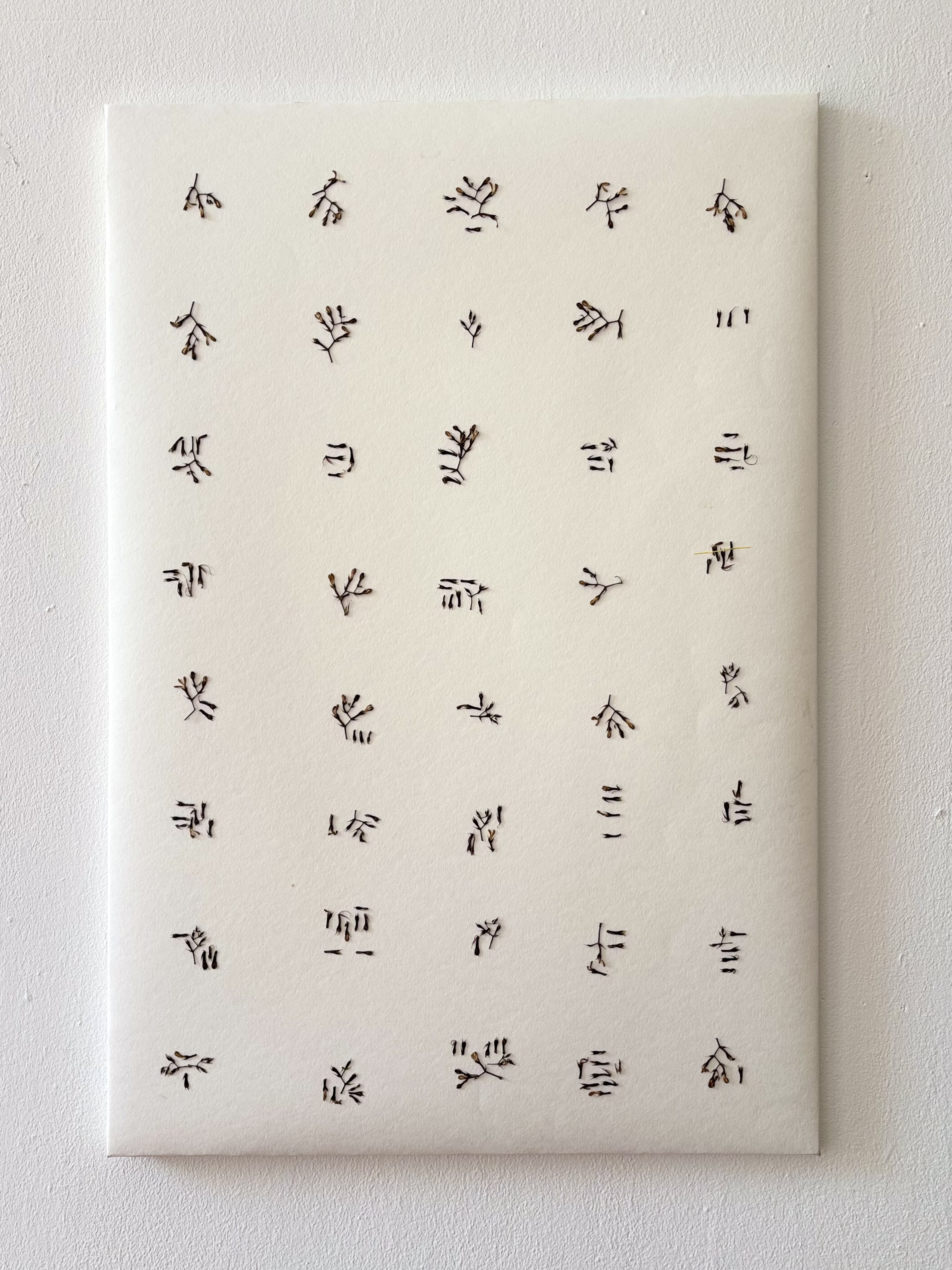 Bromeliad Script by Gabriella Tobler