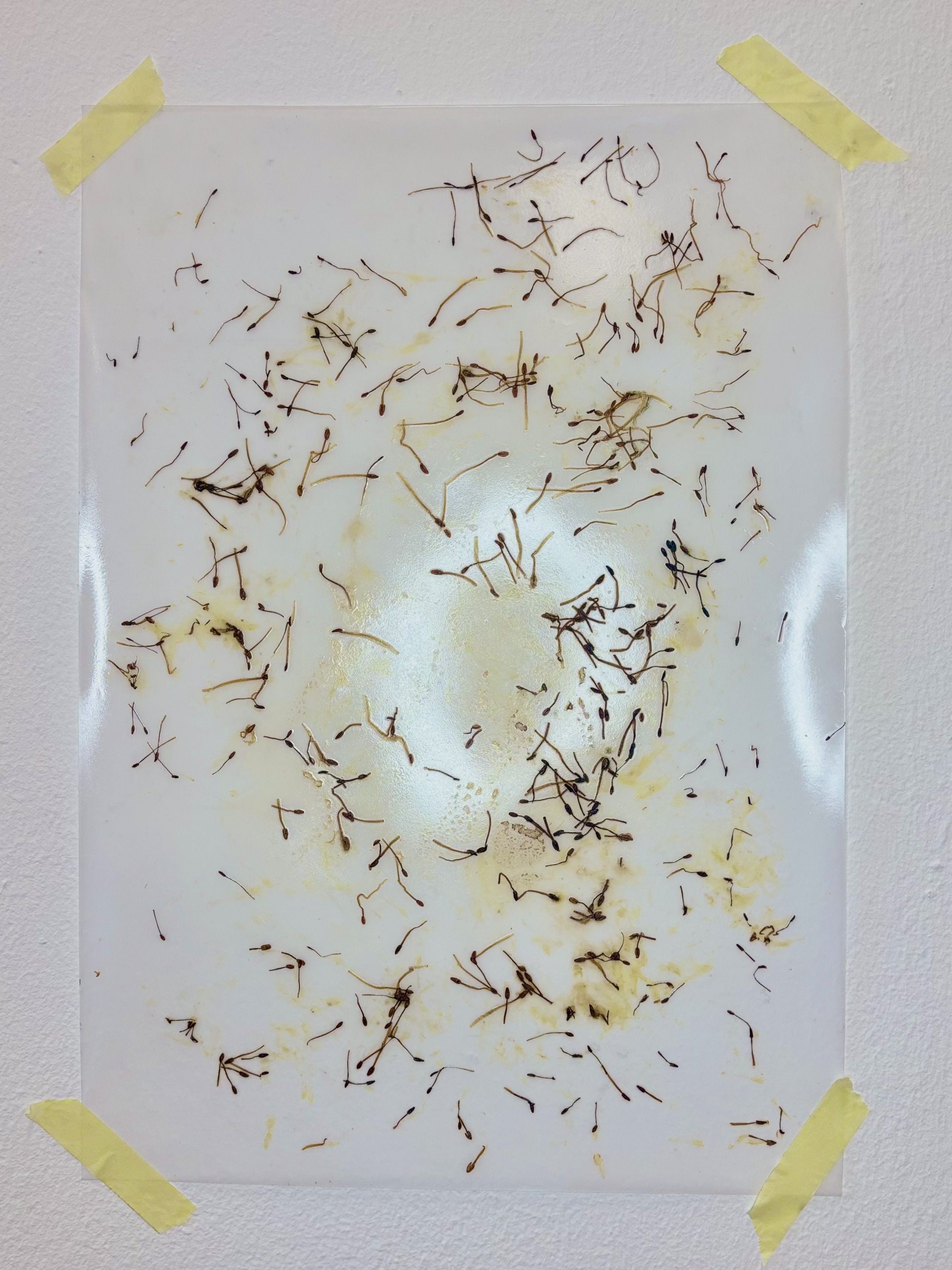 Perianth by Gabriella Tobler