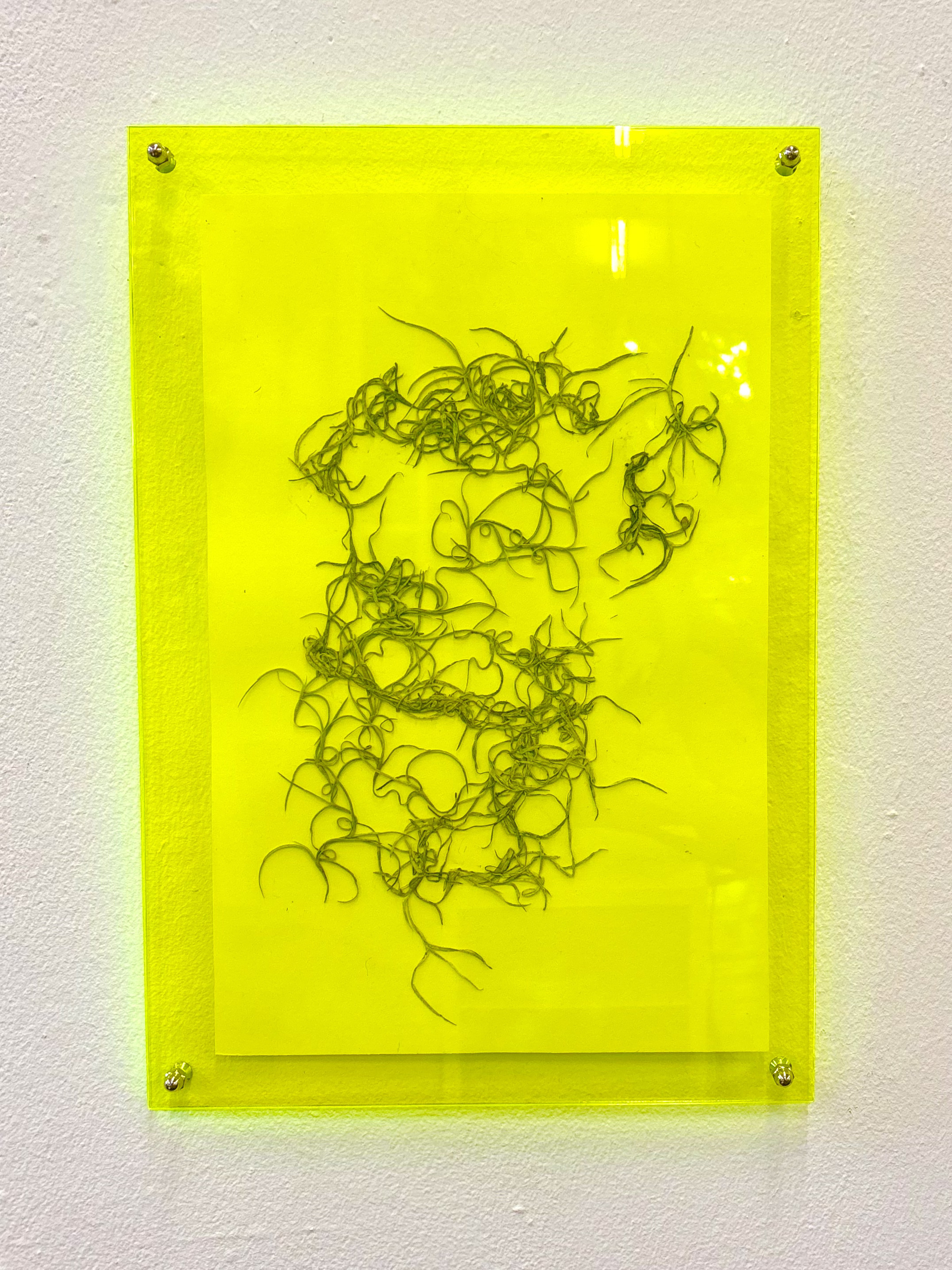 Old Man's Beard by Gabriella Tobler