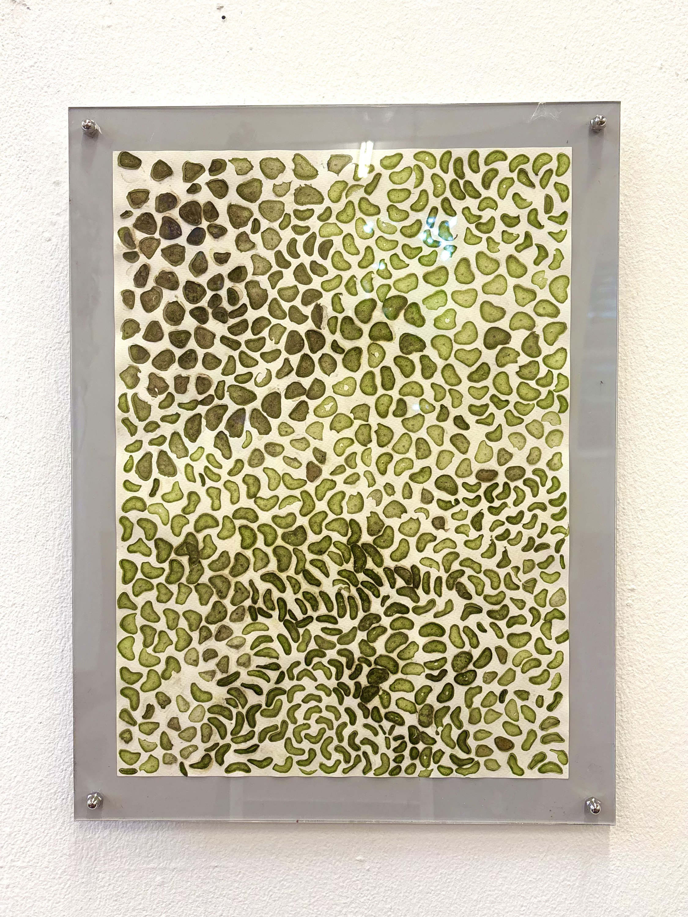 Senecio Barbertonicus Sliced and Preserved by Gabriella Tobler