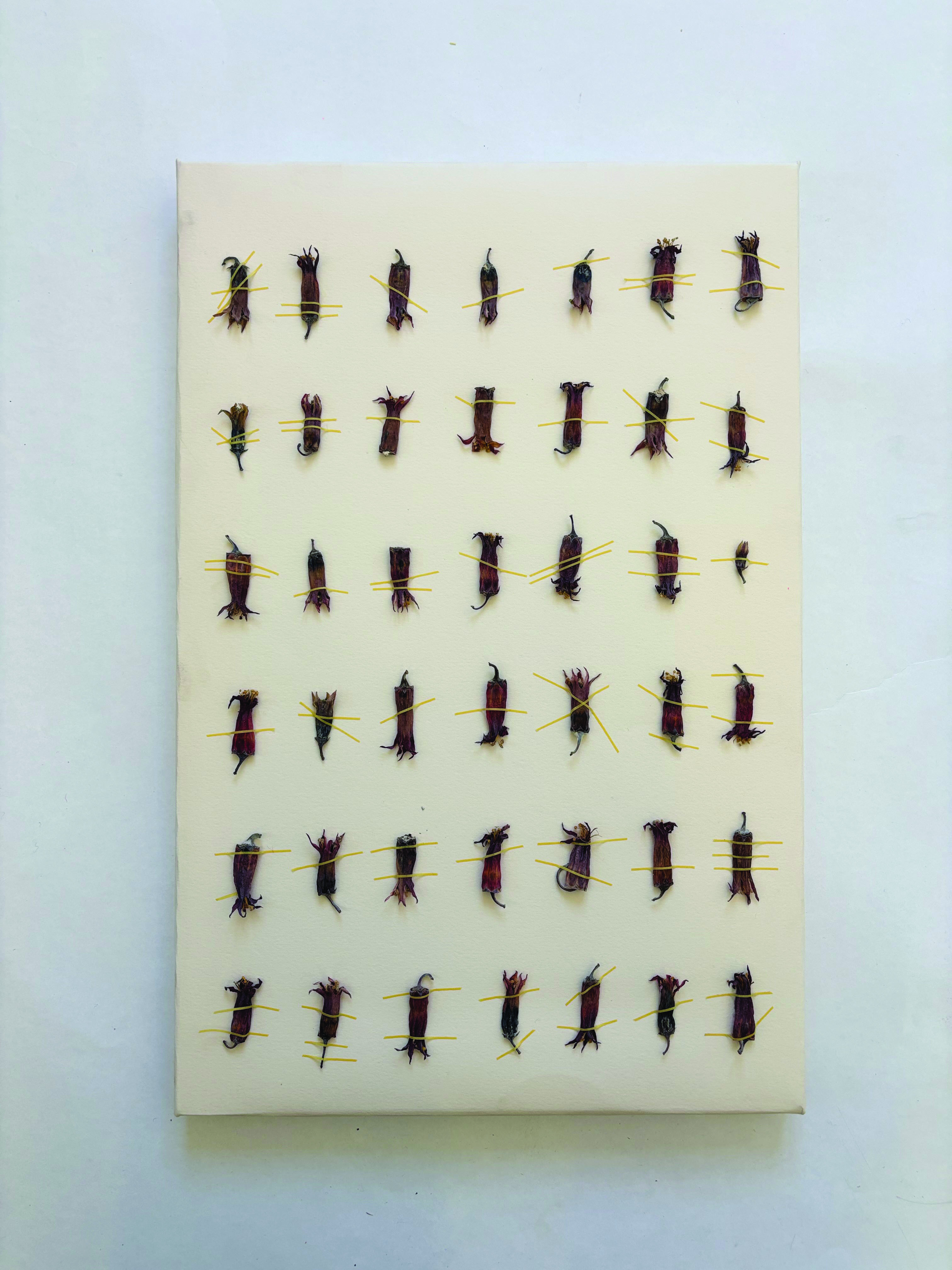 Aloe Maculata Buds by Gabriella Tobler