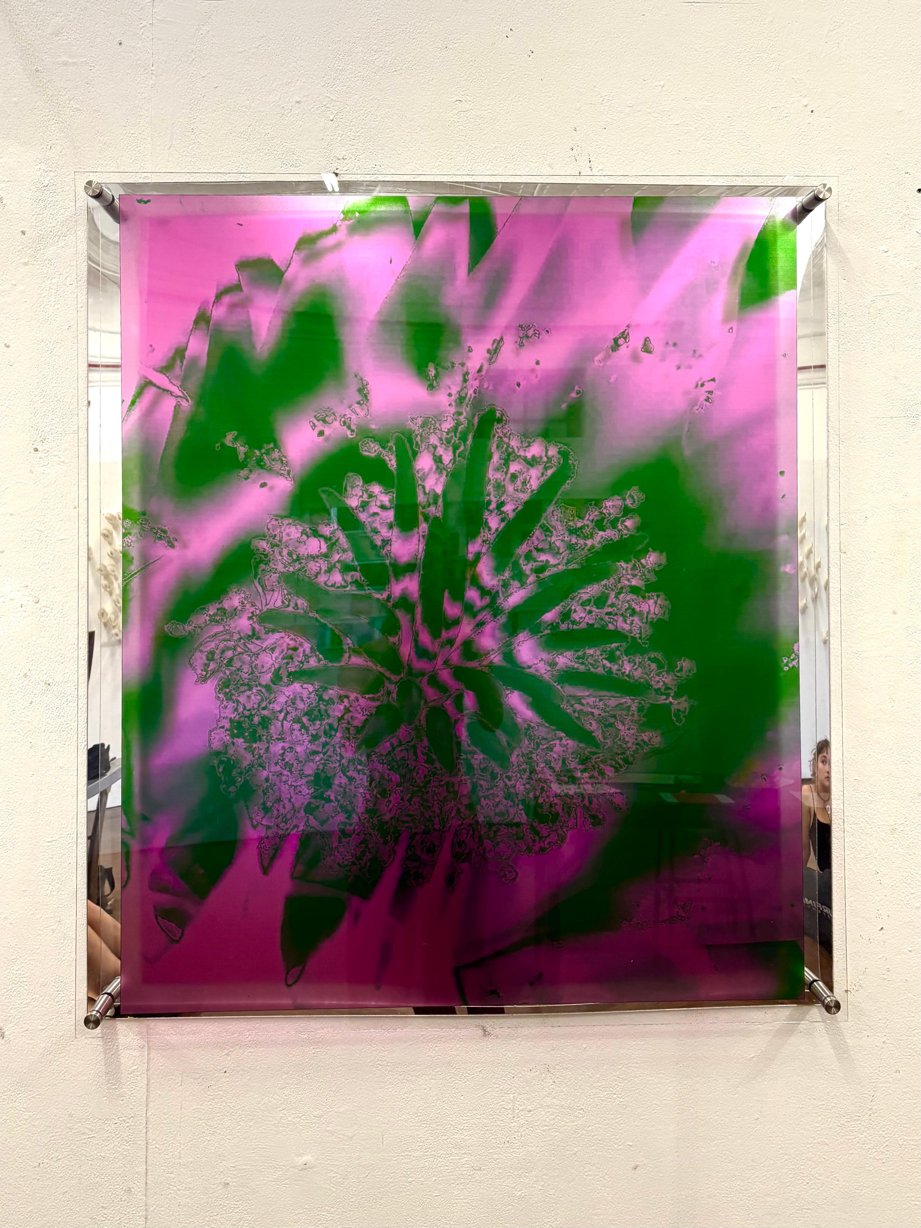 Cactaceae by Gabriella Tobler